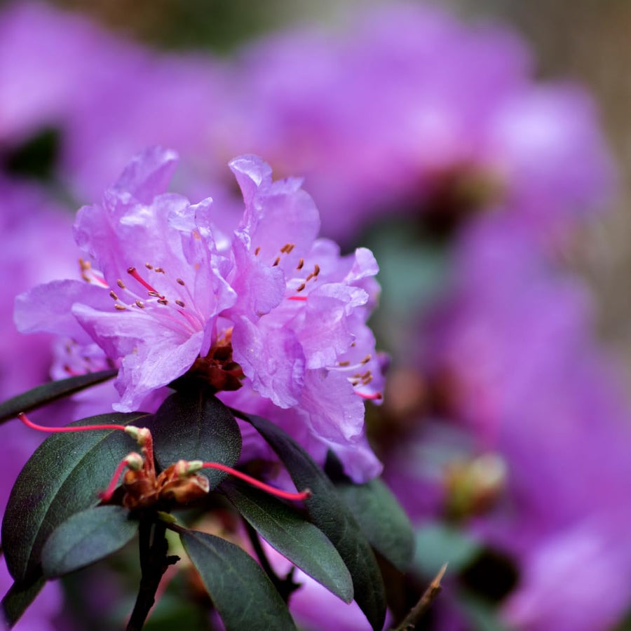 Live Azalea Plant, Rhododendron Flowering Shrub, Hardy Ornamental Plant, 10 Inches Tall, for Indoor or Outdoor Planting (Purple Azalea)