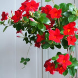 Red Mandevilla Plants Live, Set 2 Plants, Live Mandevilla Flower Plants Gardening, 10 to 12 Inc Long Mandevilla Live Plant Vine Growing, No Pot