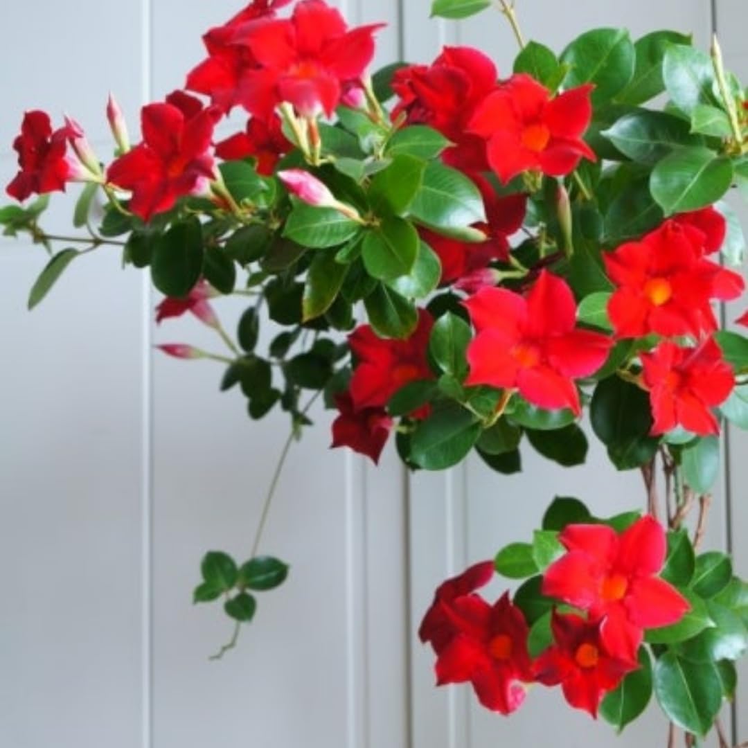Red Mandevilla Plants Live, Set 2 Plants, Live Mandevilla Flower Plants Gardening, 10 to 12 Inc Long Mandevilla Live Plant Vine Growing, No Pot