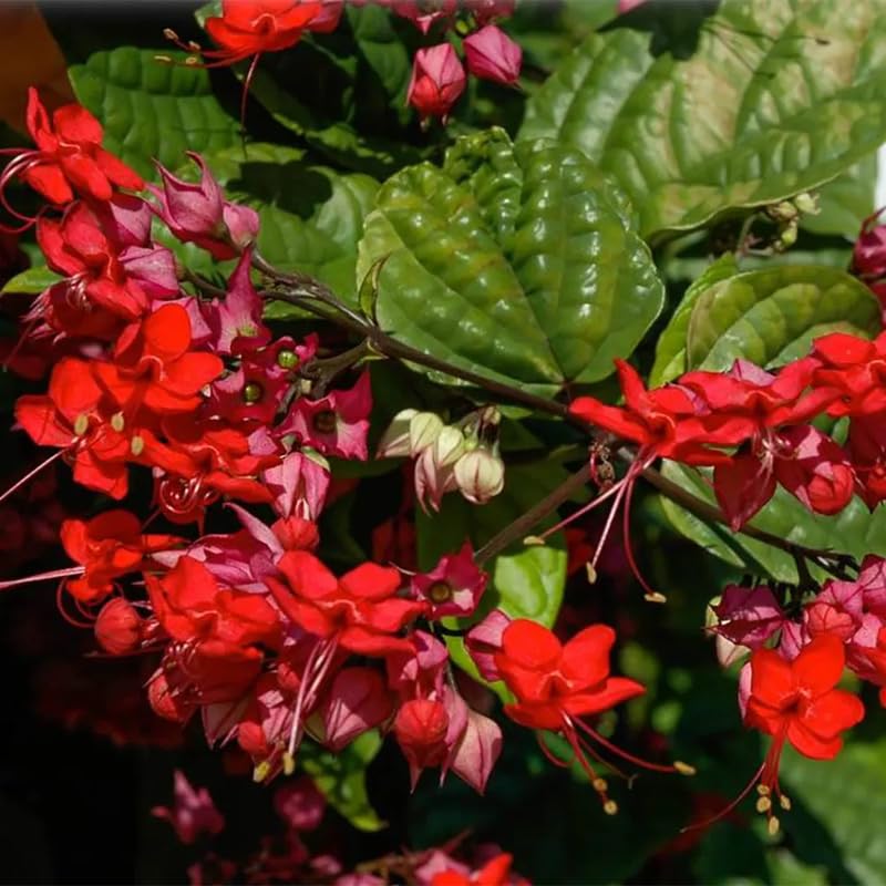 2 Red Purple Bleeding Heart Vine 5 to 9 Inch Tall, Clerodendrum Bleeding Heart Plants Live Well Rooted, Ornamental Flowers