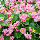 Pink Begonia Live Plant, 3–6 Inch Tall, 4” Pot, Ornamental Foliage Begonia Plant, Colorful Indoor Houseplant for Home and Office Decor
