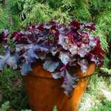 3 Coral Bells Heuchera Perenial Live Plants, Purple Seasonal Leaves Color Change, Well-Rooted 5-9 Inc Tall, No Pot