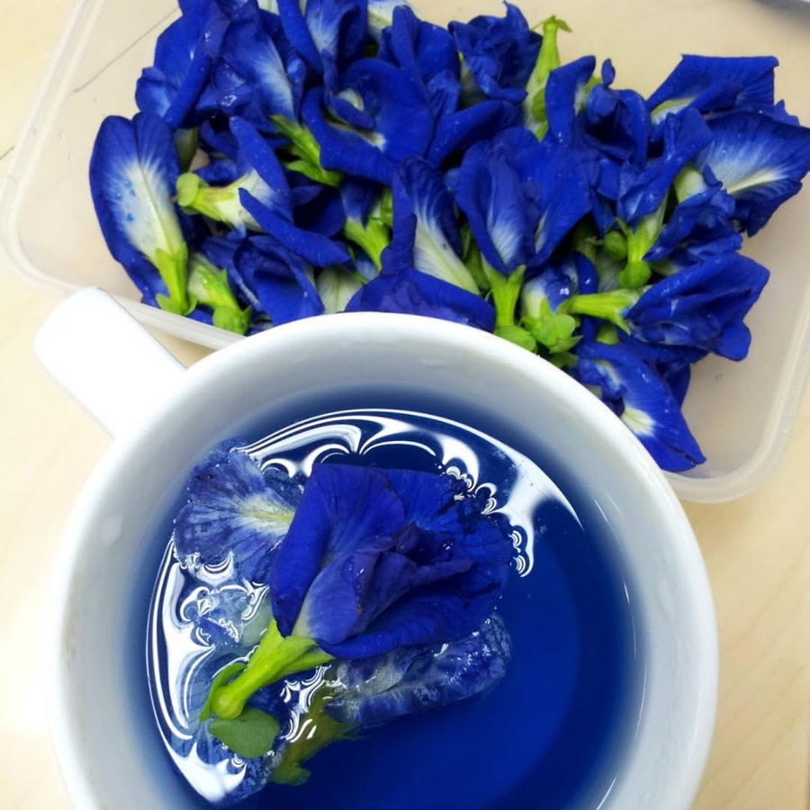 Butterfly Pea Plant Live, 6 to 10 Inc Tall Butterfly Flower Vine Plant Live Growing, 4 Inc Potted (Blue)