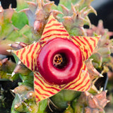 Starfish Cactus Plant Live, Lifesaver Zebrina Trailing Succulent Well Rooted in 2" Pot, Starter Houseplant for Hanging Basket