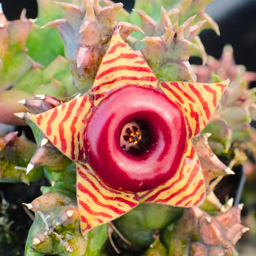 Starfish Cactus Plant Live, Lifesaver Zebrina Trailing Succulent Well Rooted in 2" Pot, Starter Houseplant for Hanging Basket