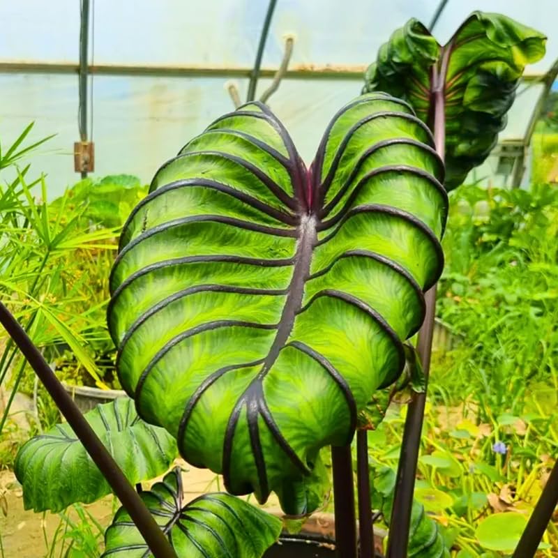 Alocasia Plant Live, Rare Elephant Ear Plant Indoor in 4 Inch Pot, Tropical Foliage, Compact Houseplant for Office, Room and Home Decor