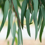 Fragrant Starter Eucalyptus Tree Plant Live, 5-8 Inches Tall, Dormant, Fragrant Leaf for Home Decor, Ready for Transplant (Lemon)