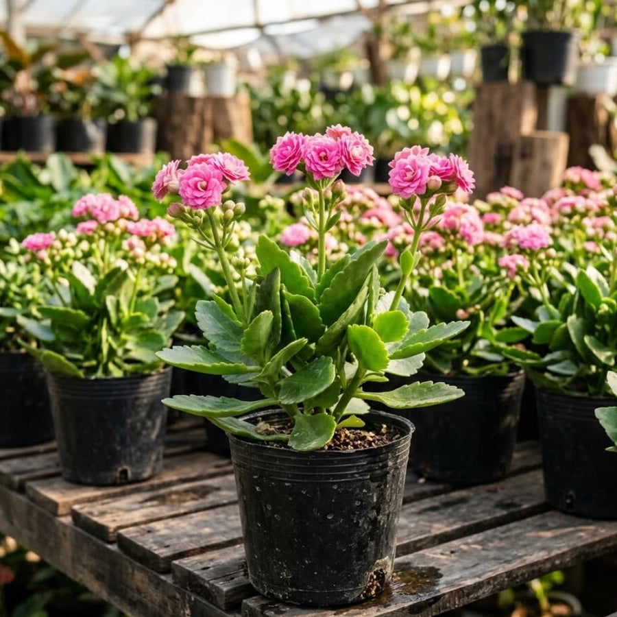 Double Pink Kalanchoe Live Plant, Double Pink Kalanchoe with Flowers, Vibrant Blooms 4-7 Inches Tall in Pot for Indoor Outdoor Houseplant