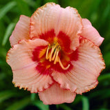 Pack 10 Daylily Bulbs for Planting Spring, Fast Blooming Hardy Perennial Lily Bare Roots for Outdoor Growing (Strawberry Candy Day Lily)
