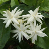Common Jasmine Plant, Fragrant Jasmine Flower Vine 4-8 Inches Well Rooted for Container, Hanging Basket Growing