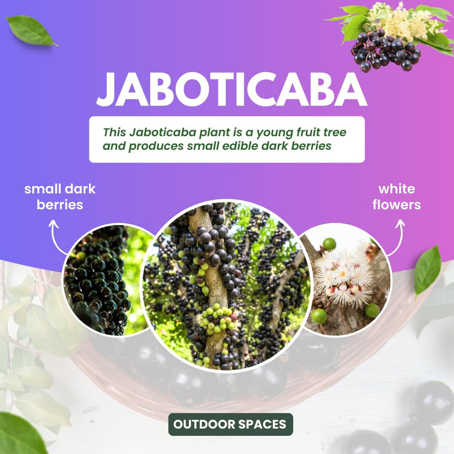 Jaboticaba Tree Live Plant, Sweet and Edible Black Fruit, Jaboticaba Plant Well Rooted for Outdoor Gardening, 2 to 3 Feet Tall
