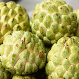 6 Months Old Sugar Apple Plant Live, 6-8" in Tall Potted, Sweet Annona Squamosa Tropical Fruit Tree for Indoor or Outdoor Growing, Zones 9-11