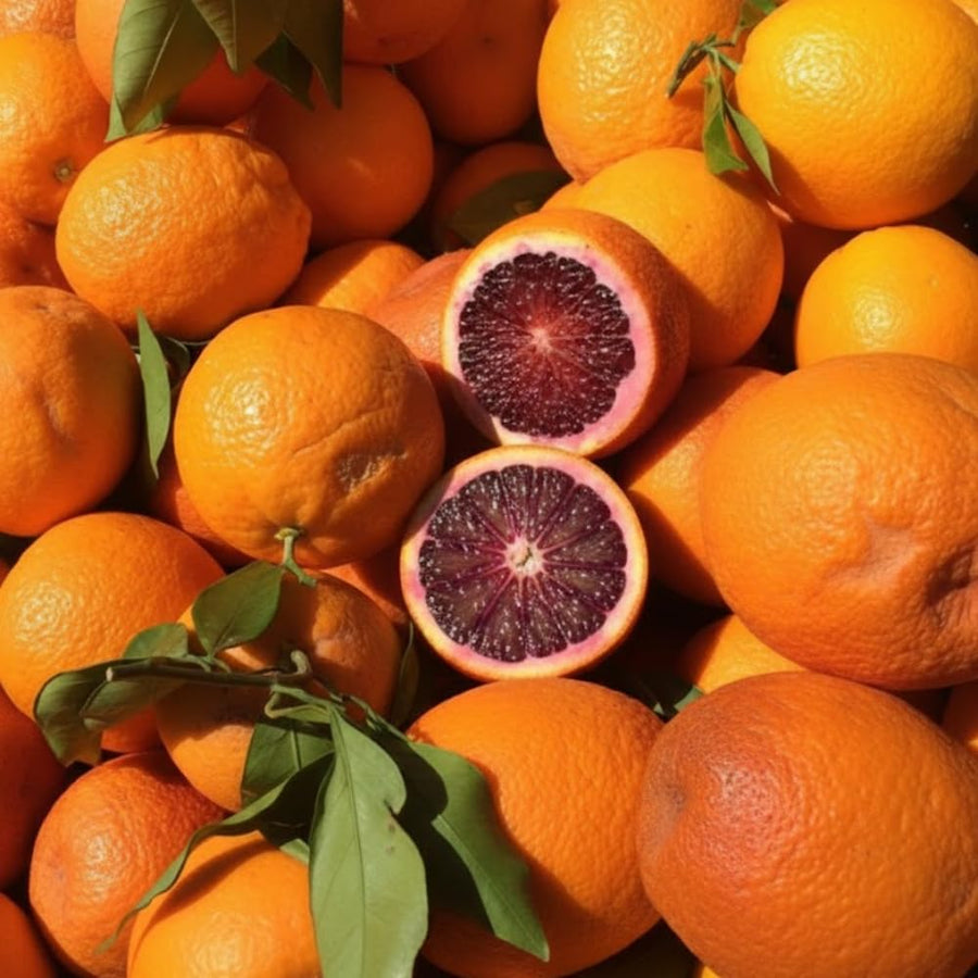 Blood Orange Citrus Plant Live, Blood Orange Plant Live, Grafted Citrus Tree, Fruit Tree, 2 to 3 Feet Tall for Outdoor Gardening