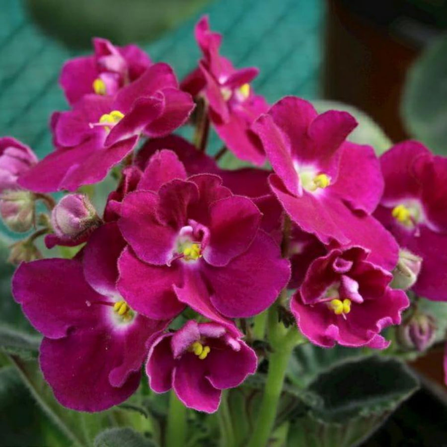 African Violets Live Plants, African Violet Plant Live House Plants, 4 Inc Potted, 4 to 6 Inc Long (Purple)