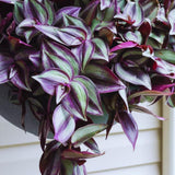 2 Purple Wandering Jew Live Plants, Tradescantia Wandering Jew Plants Live, Succulent Plant Live, 2 Inc Potted
