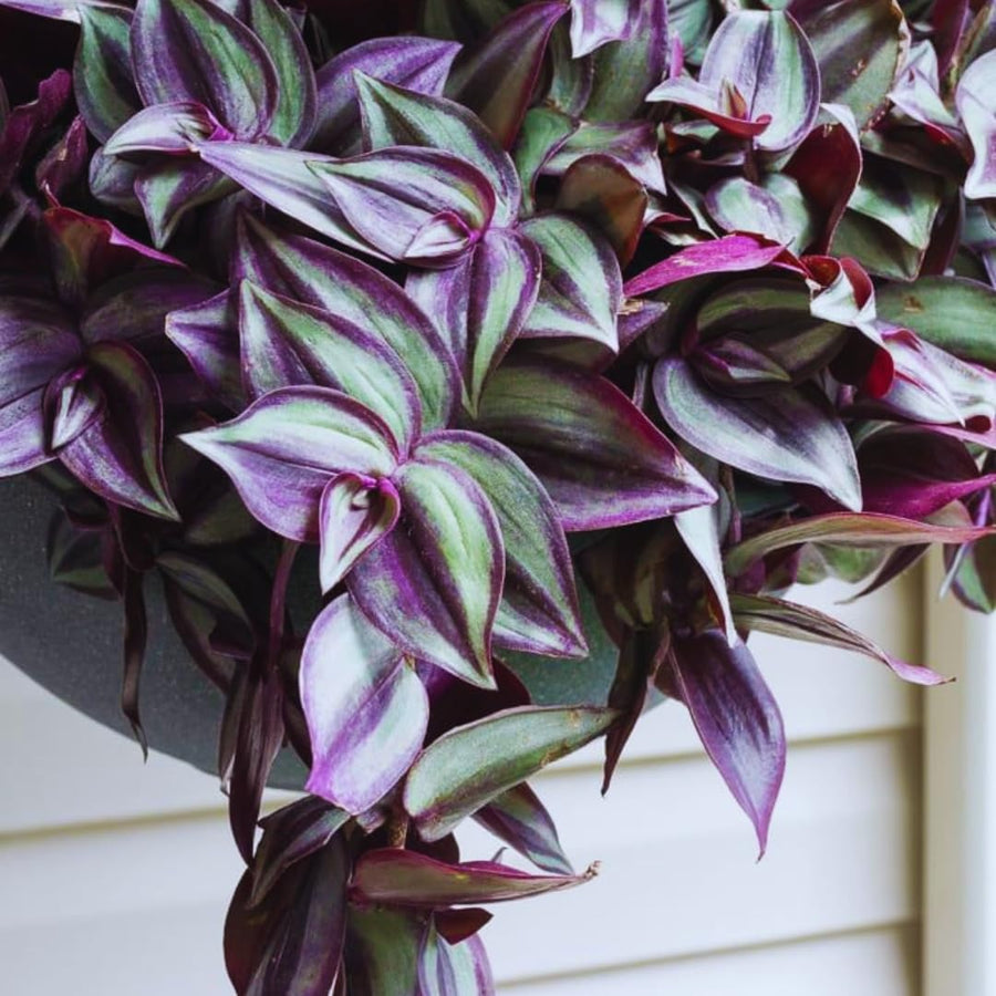 2 Purple Wandering Jew Live Plants, Tradescantia Wandering Jew Plants Live, Succulent Plant Live, 2 Inc Potted