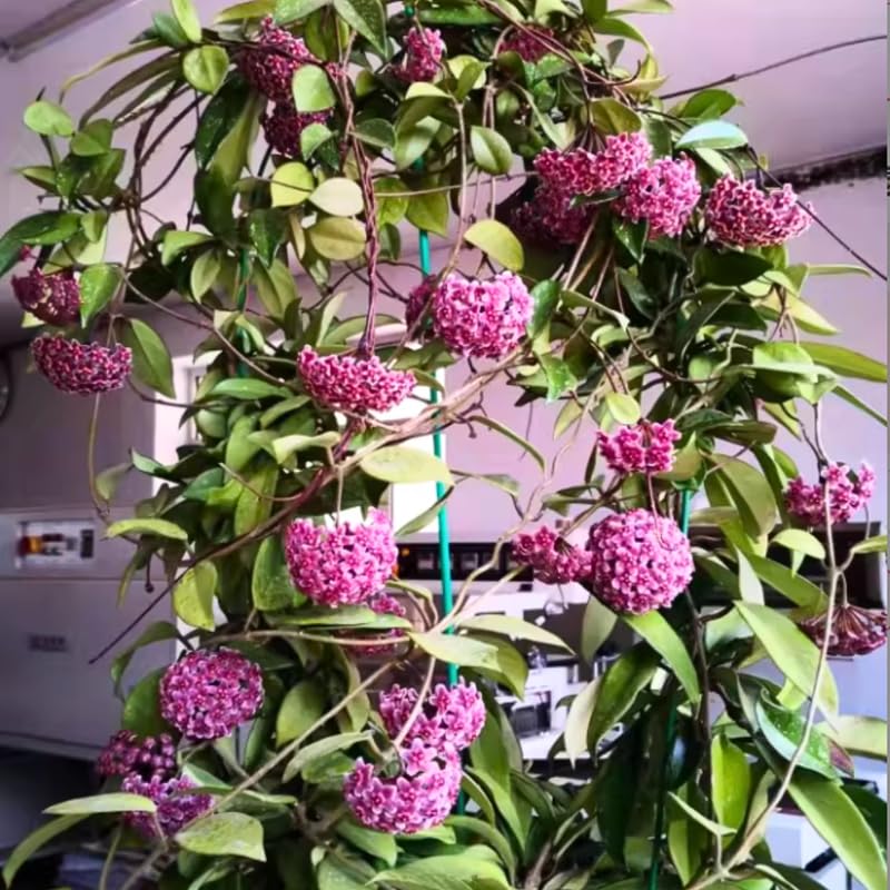 Hoya Pubicalyx Live Plant, Hoya Plants, Plant Tropical Vine 4-6 Inch for Houseplant