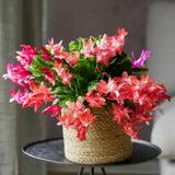 2 Christmas Cactus Plants Live, Holiday Blooming Indoor Plants Live Houseplants, Hanging Baskets Easy Care, Well-Rooted 5-8" Tall, No Pot, Bareroots, Single Stems (Purple Christmas Cactus)