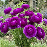 25 Purple Large Ranunculus Bulbs for Planting, Ranunculus Corms, Buttercup Flower Bulbs Spring Fall Growing