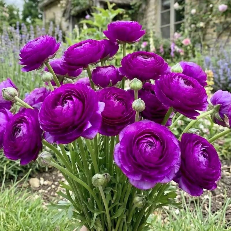25 Purple Large Ranunculus Bulbs for Planting, Ranunculus Corms, Buttercup Flower Bulbs Spring Fall Growing