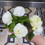 3 Jasmine Flower Plants, Grand Duke of Tuscany Jasmine Plant Live from 5 Inc Tall
