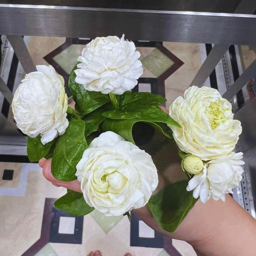 3 Jasmine Flower Plants, Grand Duke of Tuscany Jasmine Plant Live from 5 Inc Tall