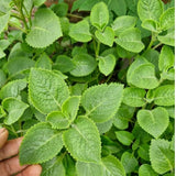 2 Cuban Oregano Plant 4 to 5 Inch Tall in 4" Pot, Fragrant Cuban Oregano Seedling Plant Live for Planting, Herb Plants Indoor Outdoor