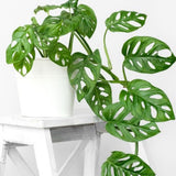 2 Monstera Plants Live, Swiss Cheese Philodendron Plant, Ornamental Tropical Well-Rooted, 4 to 5 Leaves for Indoor Houseplant (Monstera Swiss Cheese Narrow Leaf)