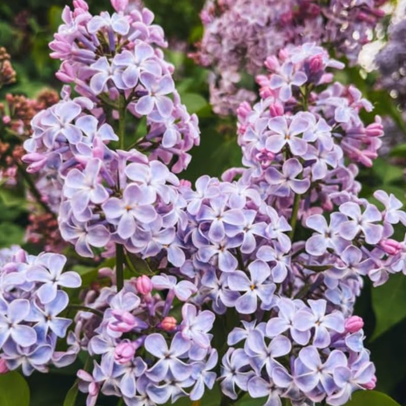 Lavender Lilac Bush Live Tree Plant, 1 Year Old Tree for Planting, 6 to 12 Inches in Tall, Hardy Shrub, Dormant in Winter, Lavender Purple Lilac