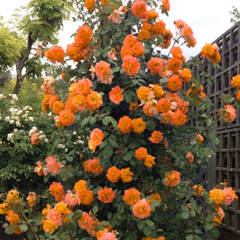 Climbing Rose Bushes Ready to Plant, Well-Rooted, Hardy Roses Tree 5 to 10 Inc Tall, Fragrant, Outdoor Planting (Orange)
