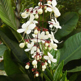 Smithianum Clerodendrum Plants Live, Trailing Light Bulb Flowering Vine, 4-8 Inch Tall, Ready to Plant Outdoor