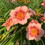 10 Strawberry Daylily Roots, Hardy Perennial Flower for Garden Beds and Borders Planting, Easy Care, Ready to Grow