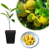 Jackfruit Tree Live Plant from 9 to 11 Inc Tall, Live Jackfruit Plant Pot 4 Inc