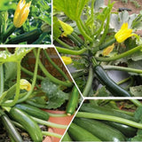 2 Green Squash Zucchini Plants in 4'' Pot, Live Squash Plants, 3-5'' Tall, Squash Zucchini Plants, 2 Plants Per Pot
