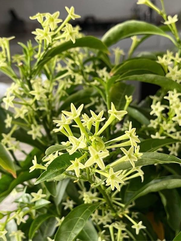Night Blooming Jasmine Plant Live, Cestrum Nocturnum Jasmine Vine, Fragrant Jasmines Flowering Plant 4-9'' Tall