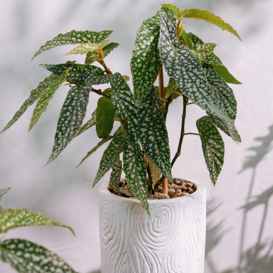 Angel Wing Begonia Live Plant, Polka Dot Begonia Maculata Plants, 4-7" Starter Indoor Outdoor Houseplant Décor, Air-Purifying and Easy Care, Spotted Begonia with White Flowers