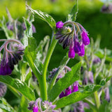 9 Comfrey Roots Plants Live, 1 to 2 Inc in Height, Comfrey Rhizomes Cutting for Planting, Zone 3 to 9