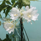 2 Queen of the Night Live Plant in 4 Inch Pot, Rare Night Blooming Orchid Cactus, Epiphyllum Oxypetalum Live Plant, 3-6 Inches Tall