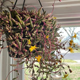 Othonna Capensis Ruby Necklace Live Plant in 4 Inch Pot, Live Ruby Necklace Succulent Plants Live Potted for Indoors Garden, Containers, Hanging Pots