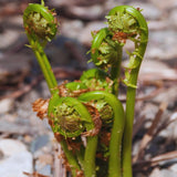 10 Ostrich Fern Roots for Planting, Fern Plants Live for Garden Backyard Ground Cover, 3 to 5 Inc Tall