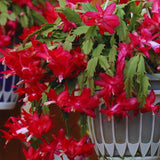 Red Christmas Cactus Plant Live Christmas Cactus, Holiday Cactus Live Plant Pot, Houseplant, 5 to 7 Inc Tall