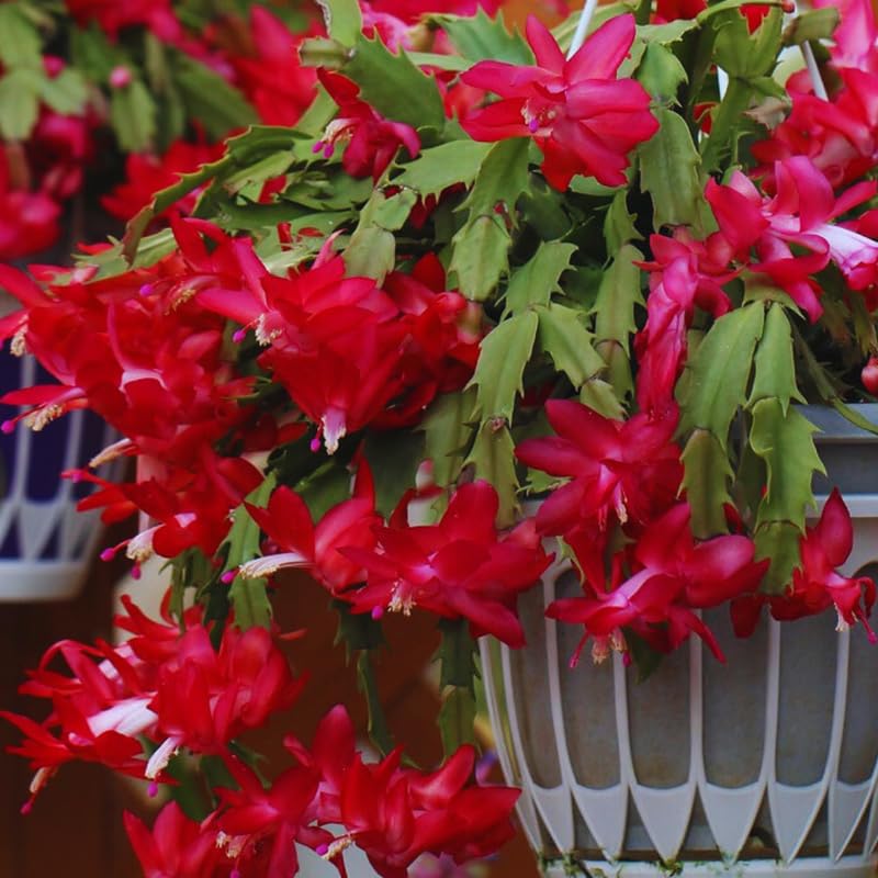 Red Christmas Cactus Plant Live Christmas Cactus, Holiday Cactus Live Plant Pot, Houseplant, 5 to 7 Inc Tall