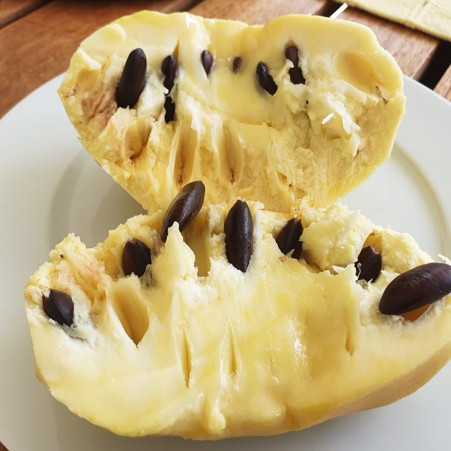 2 Pawpaw Trees Live Plants, Paw Paw Asimina Triloba, Well Rooted Plant Live, 7 to 16 Inc Tall, Mango Papaya Like