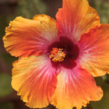 Hibiscus Flower Plant, Hibiscus Plants Live, Tropical Hibiscus Plant, Orange Sunset, Zone 10 to 12, Size 5 to 7 Inch Tall
