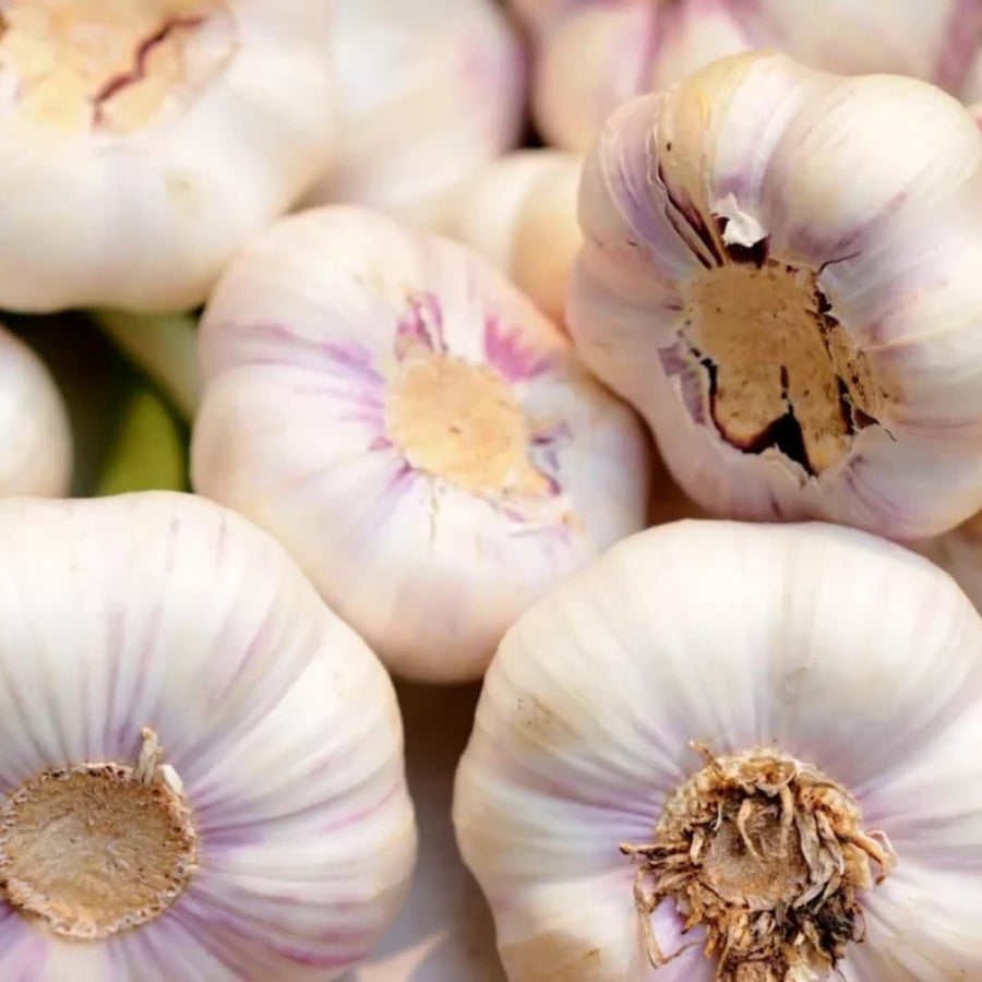 1 LB Jumbo Size Softneck Garlic for Planting in Spring, Soft Neck Garlic Bulbs for Planting, Fresh and High Yield, Cold Hardy, Fast-Growing, 5-6 Bulbs Garlic