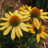 Set 2 of Yellow Echinacea Plants Live, Coneflower Live Plant Flowering Gardening, 4 to 6 Inc Tall Live Plant Coneflower Plants Live