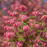 Live Pink Flowering Currant Plant 4-7nInch Tall, Flowering Currant Shrub with Spring Blooms, Ornamental Flowering Bush in Pot