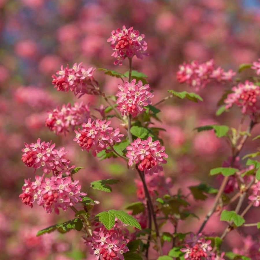 Live Pink Flowering Currant Plant 4-7nInch Tall, Flowering Currant Shrub with Spring Blooms, Ornamental Flowering Bush in Pot