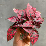 3 Polka Dot Plants, Red Hypoestes Polka Dot Plant Live, Indoor Houseplant 3-5 Inches
