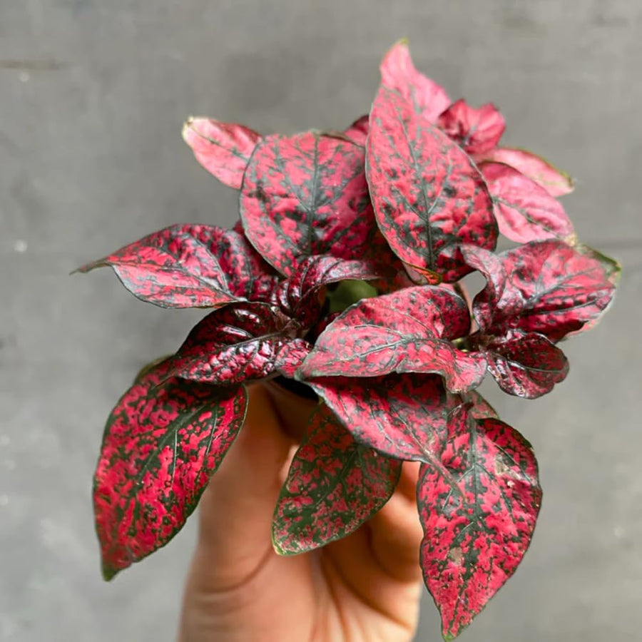 3 Polka Dot Plants, Red Hypoestes Polka Dot Plant Live, Indoor Houseplant 3-5 Inches